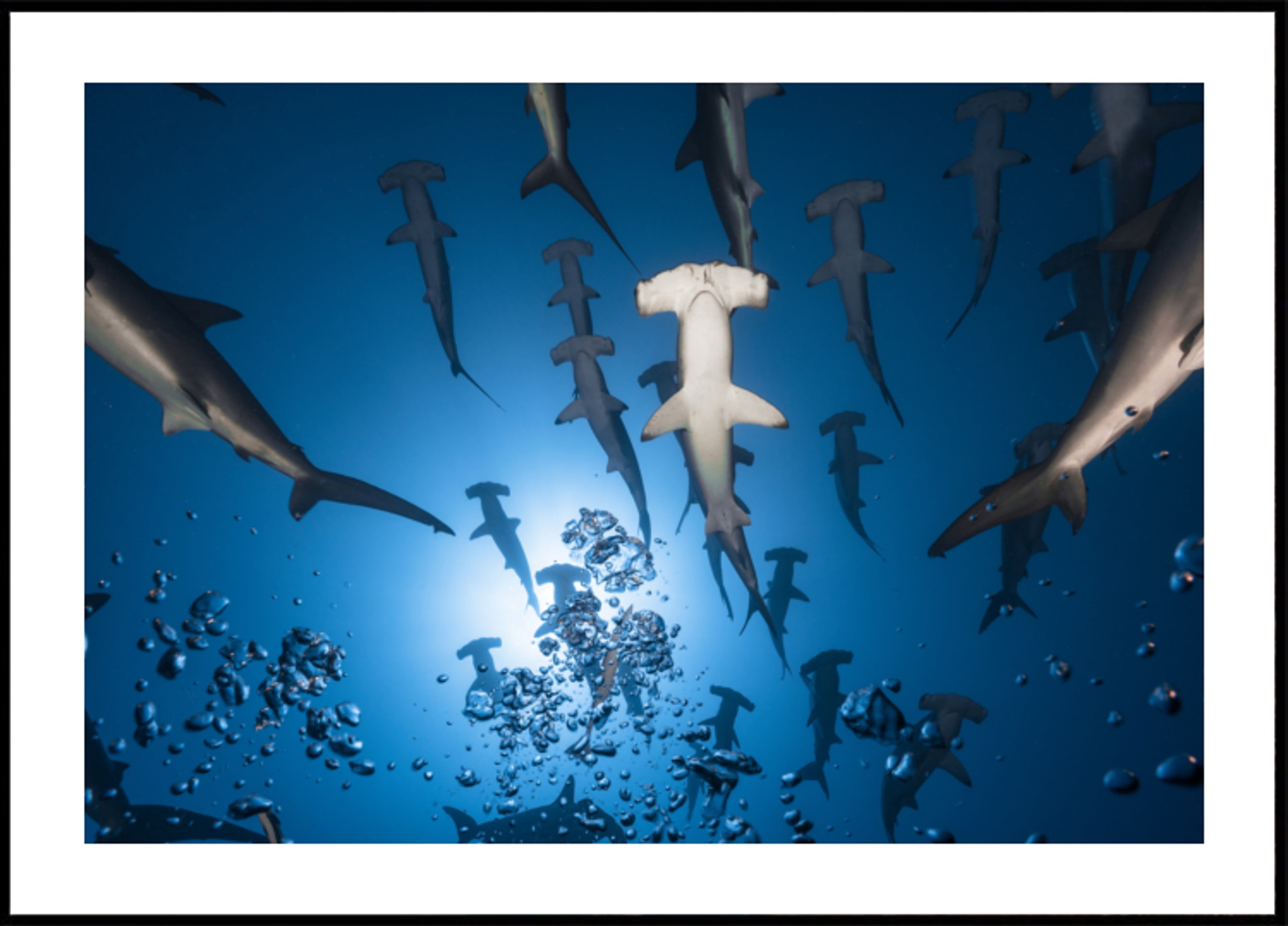 Hammerhead-school onderwater