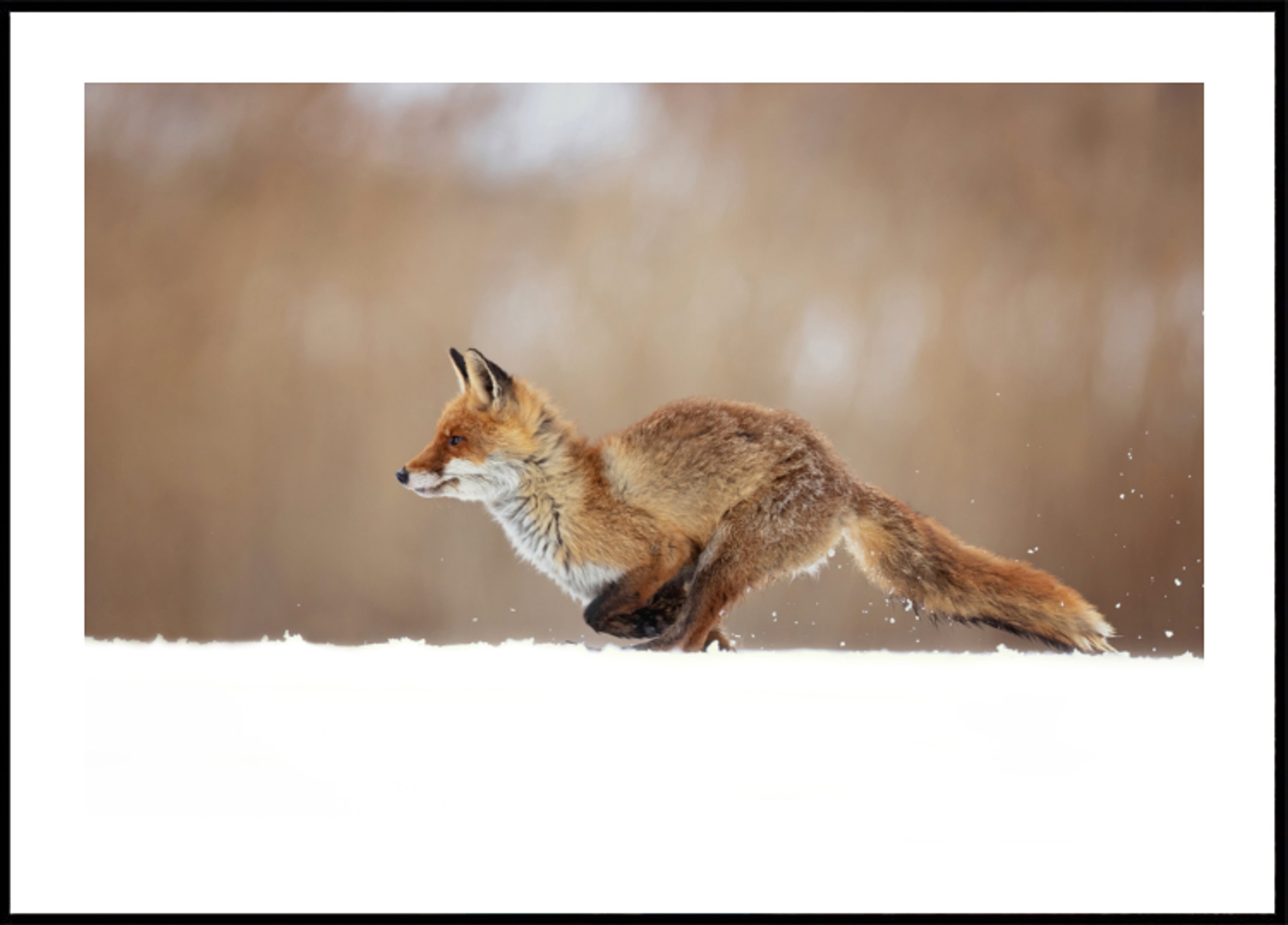 Red Fox-sneeuwsprint