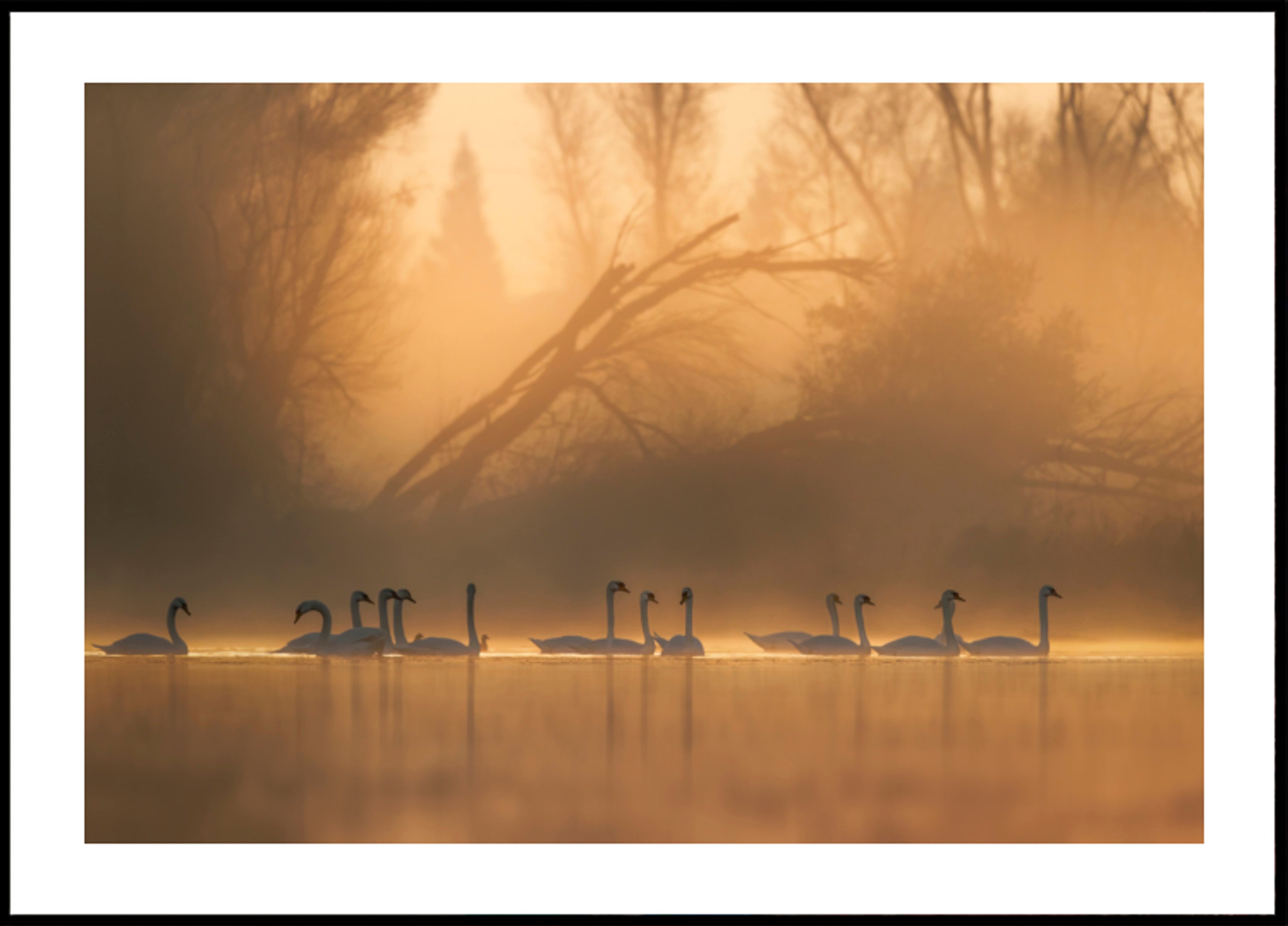 Zwanen in gouden mist