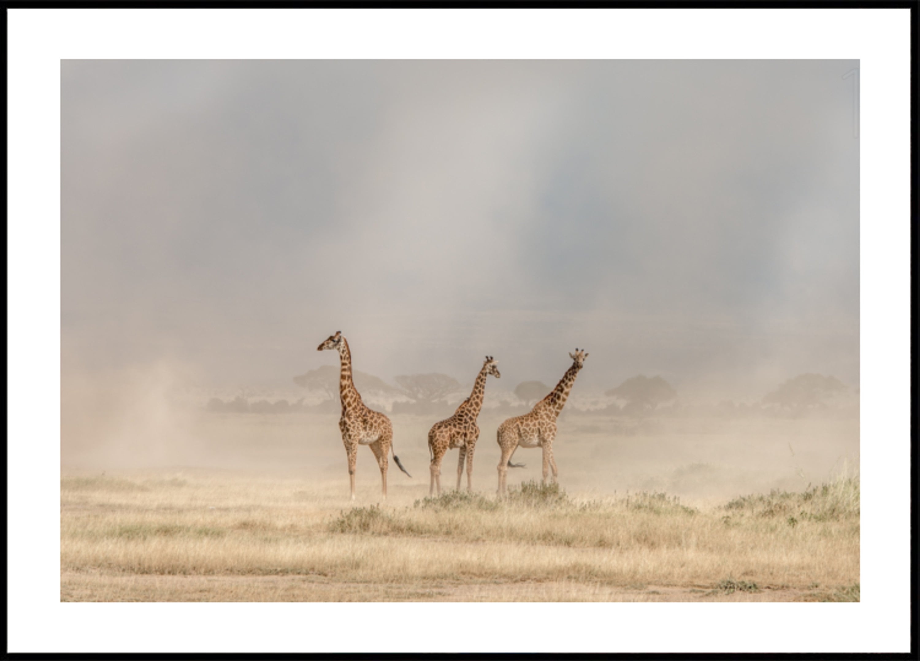Giraffen in gouden stof