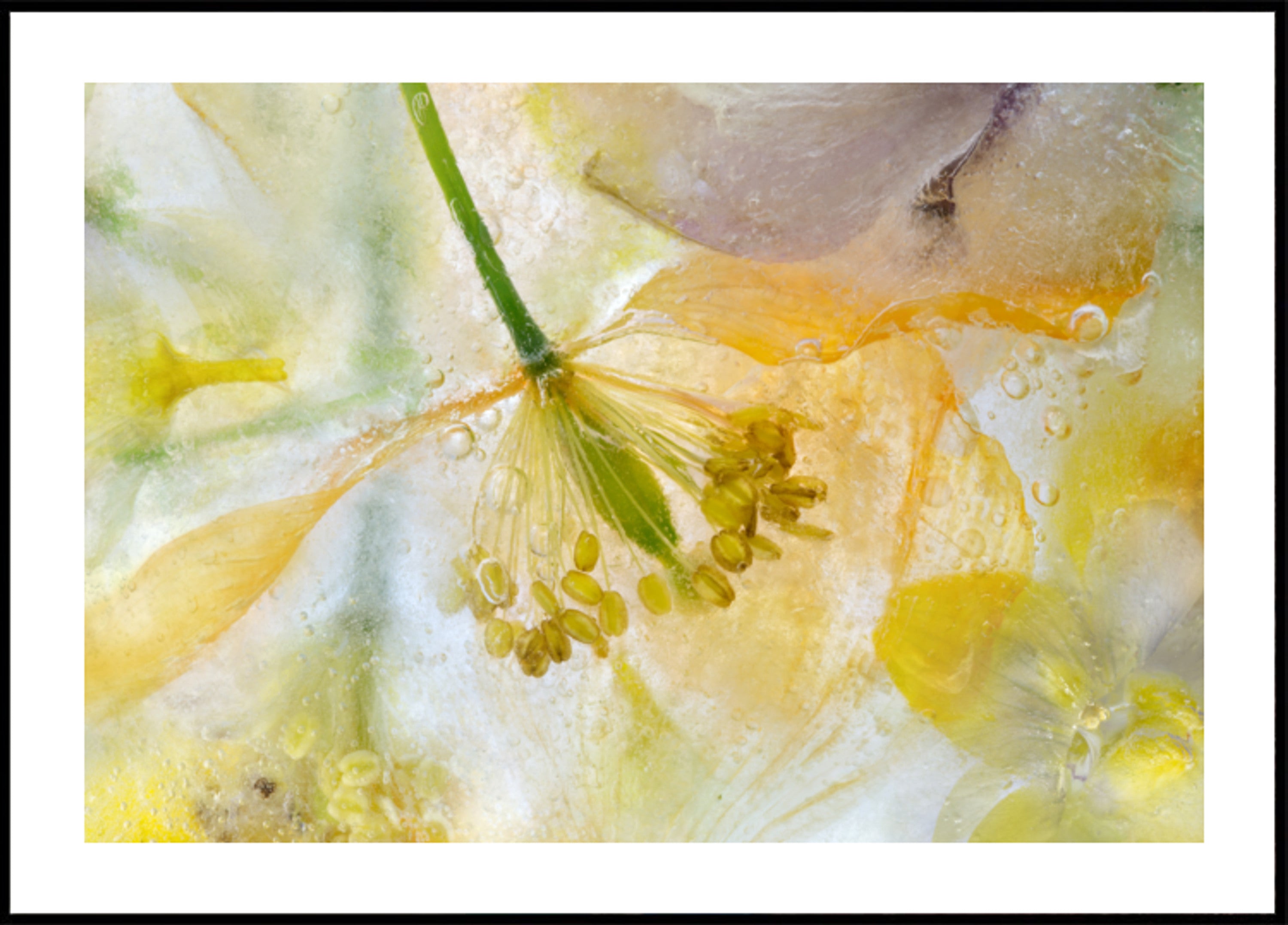Papaver ijs