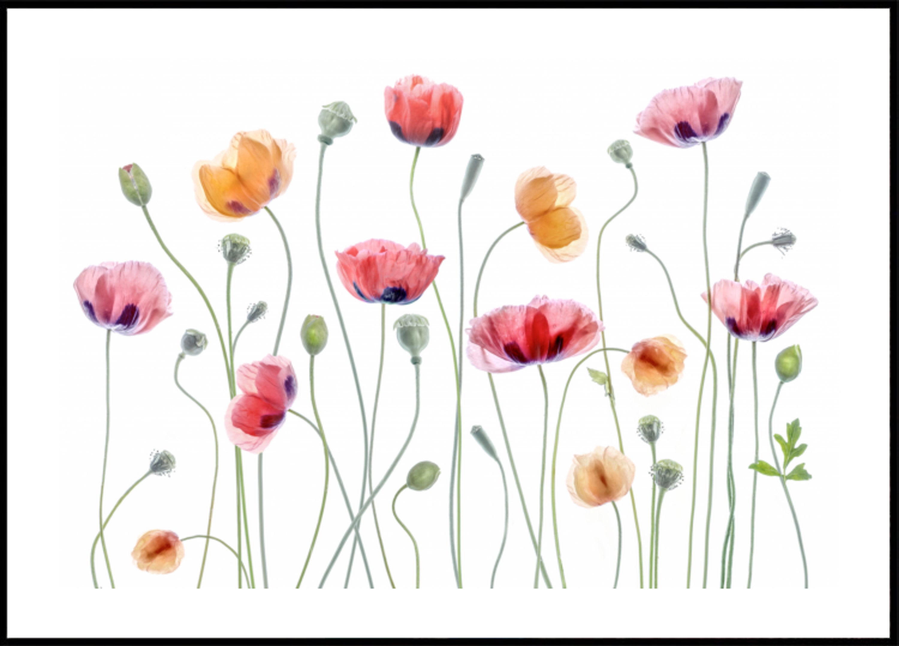 Papaver feestje