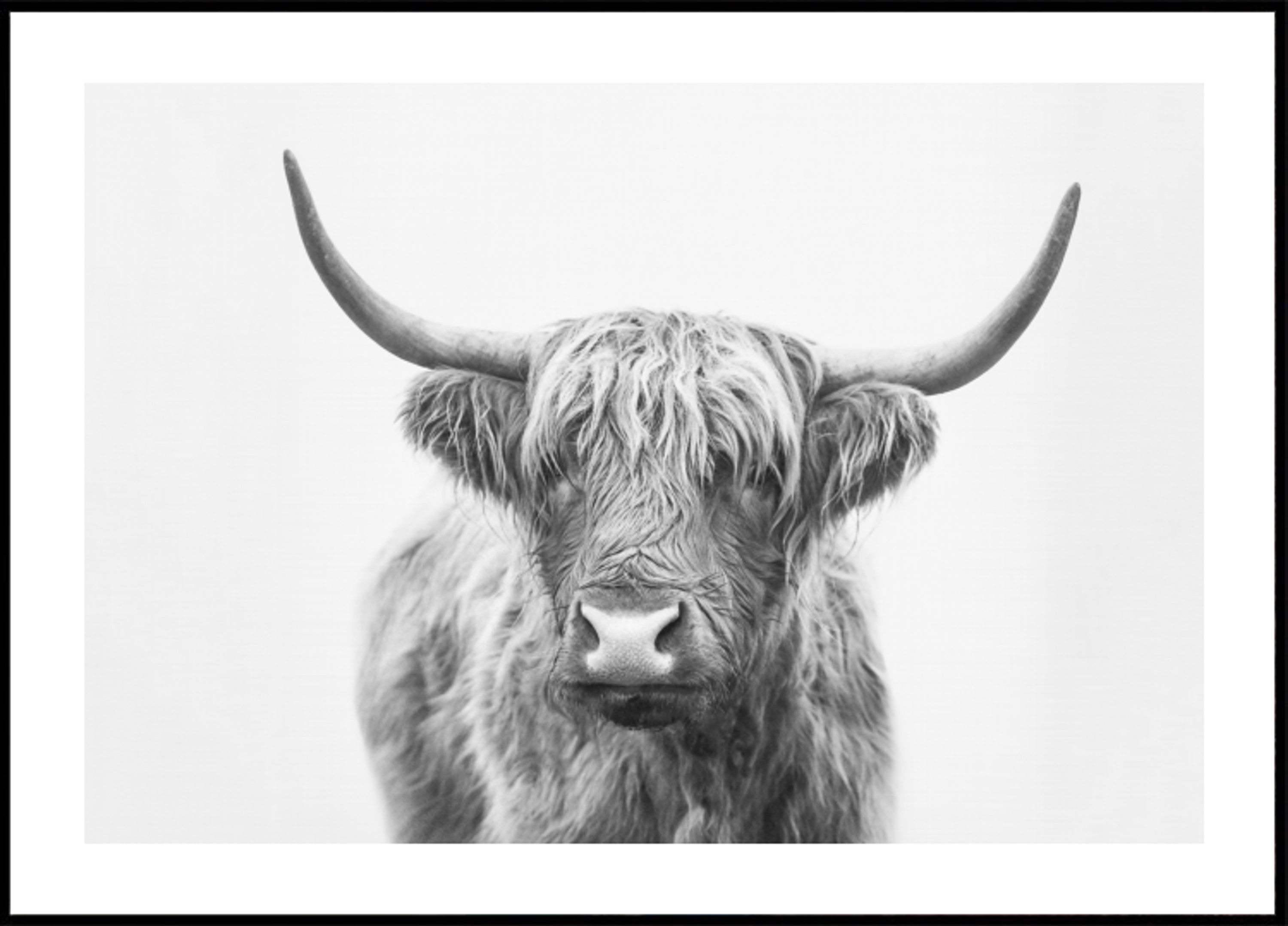 Hoogland Stier