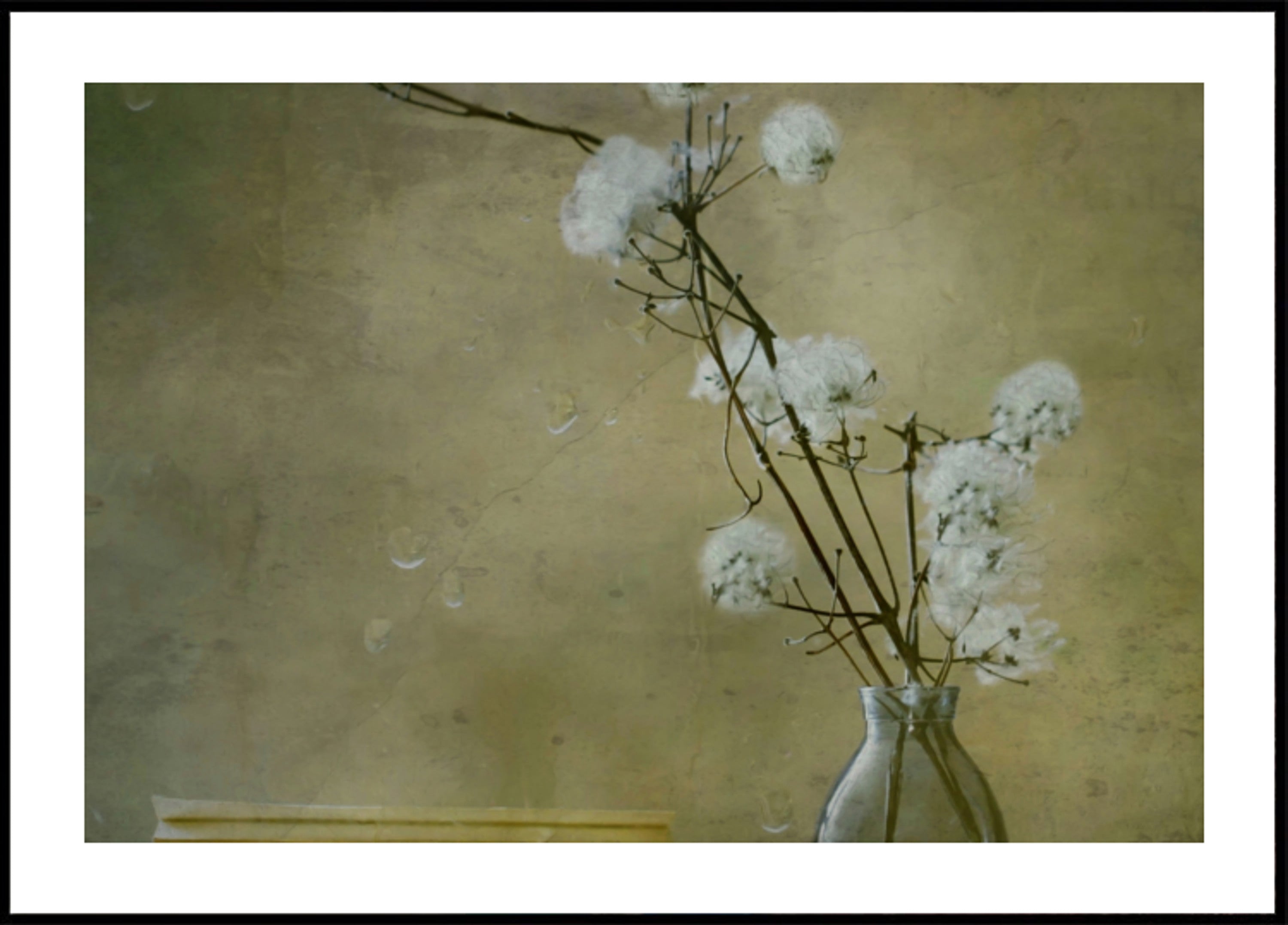 Serene pluizige bloemen