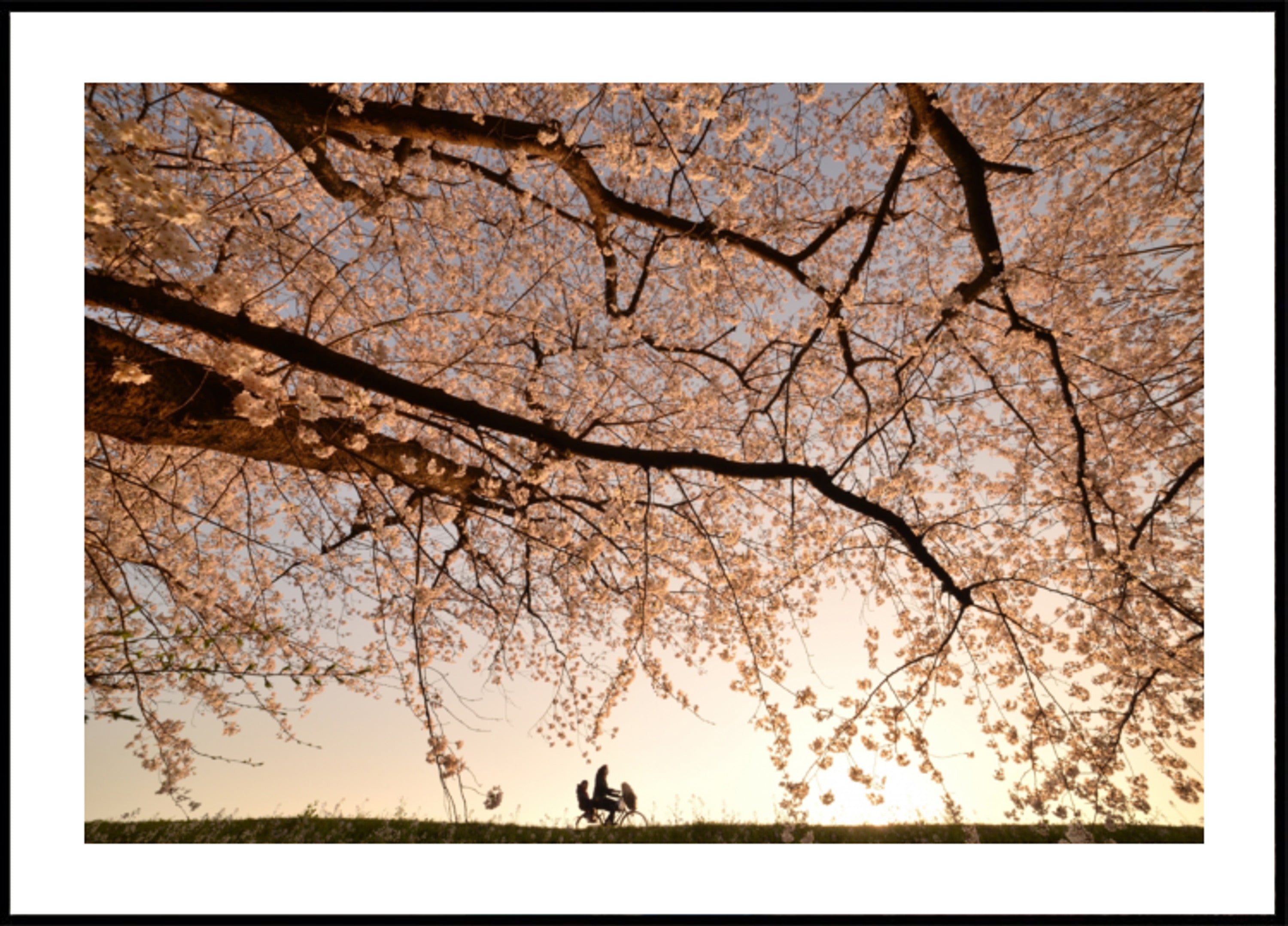 Zonsondergangrit met kersenbloesems