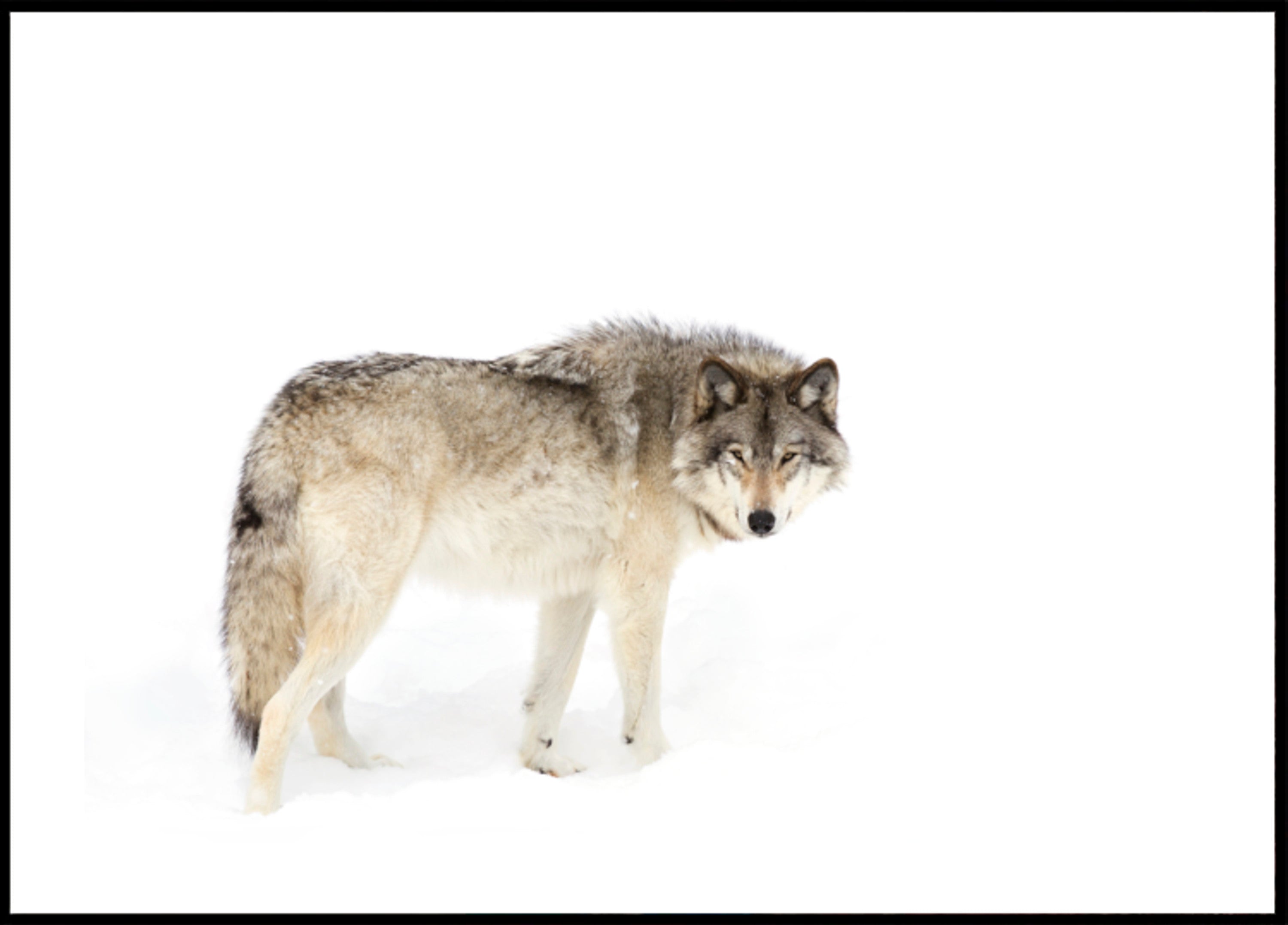 Waakzame winterwolf