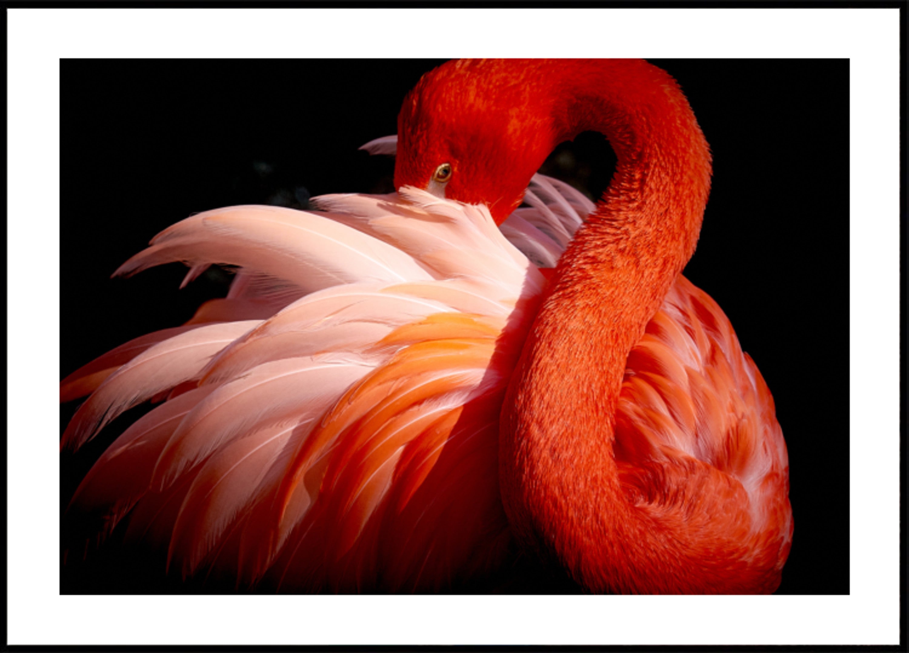 Elegante roze flamingo