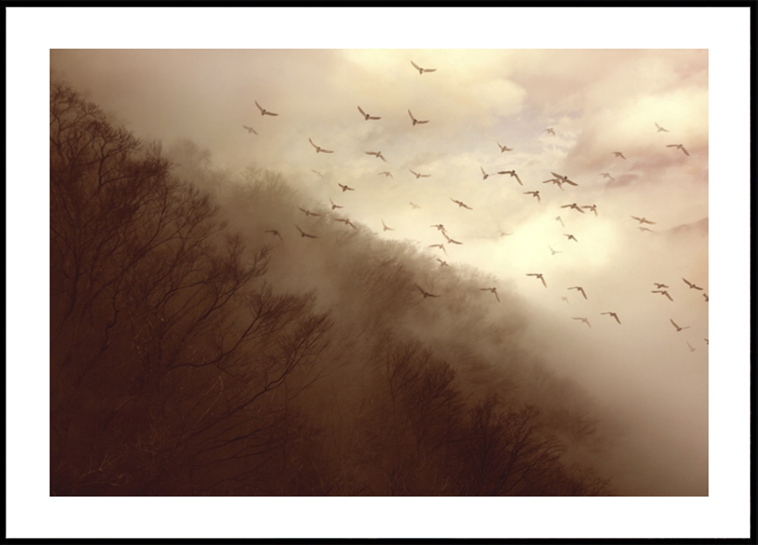 Vogels In Gouden Mist