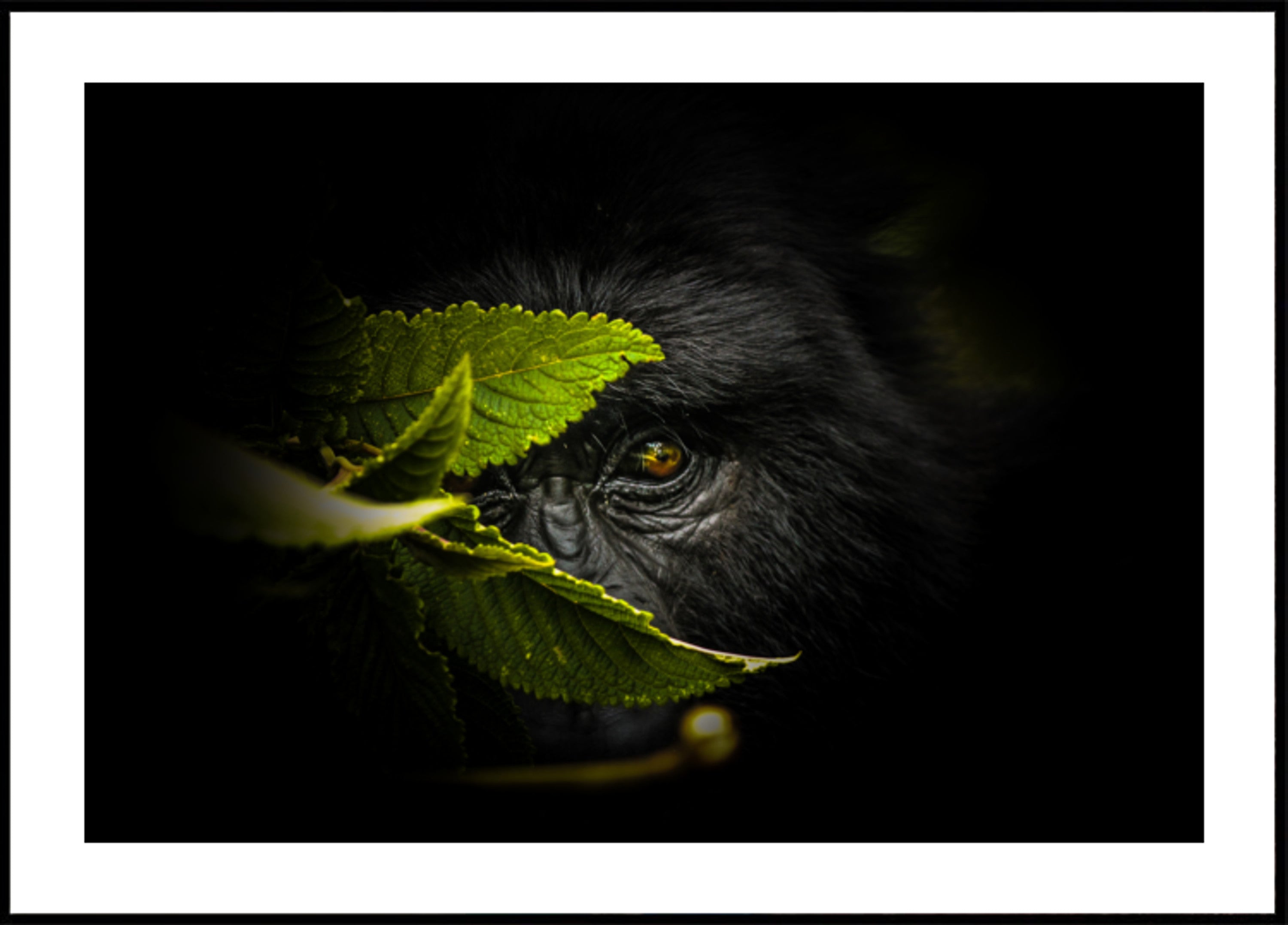 Mysterieuze Gorillablik