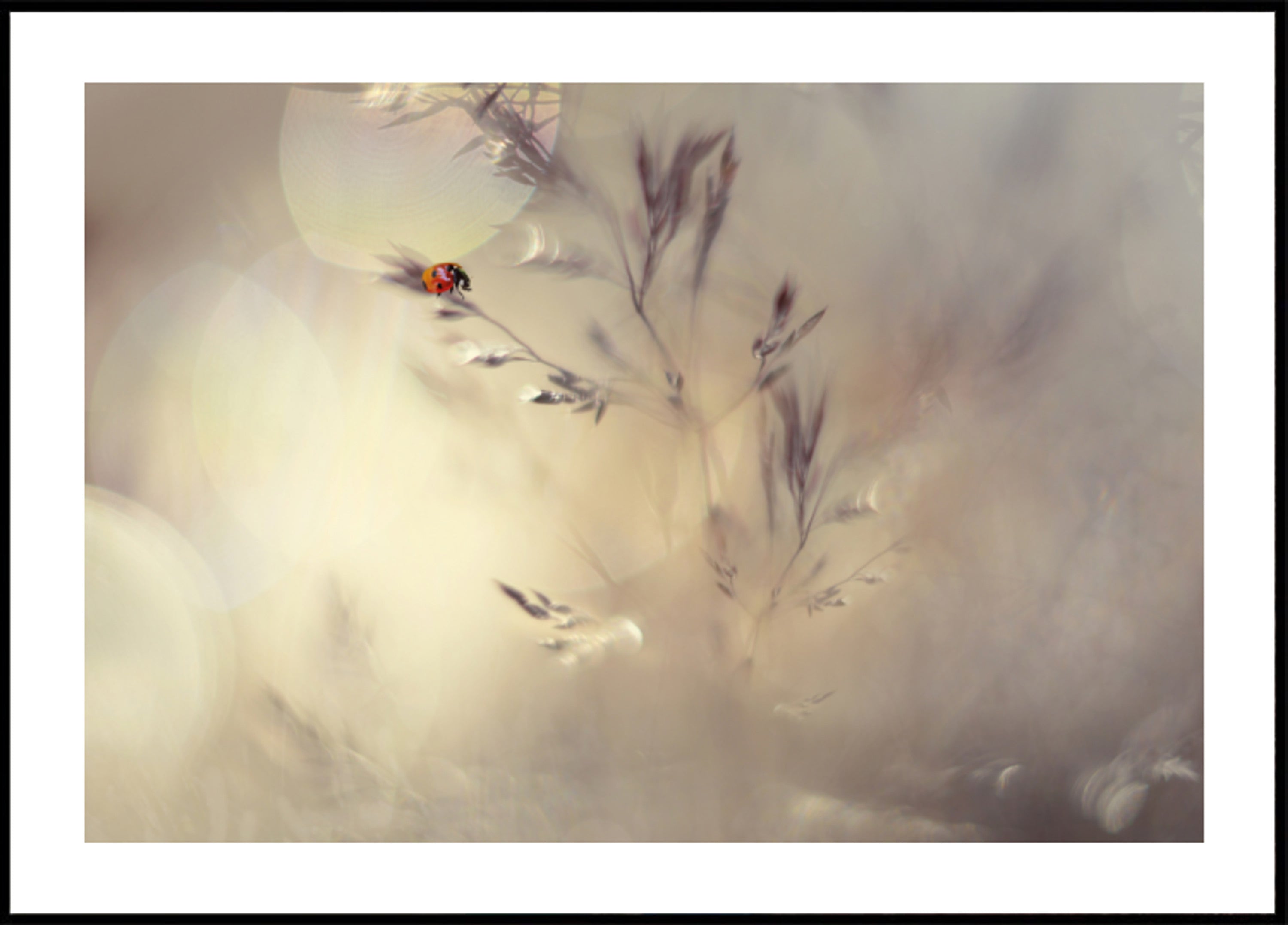Dromerig lieveheersbeestje Bokeh