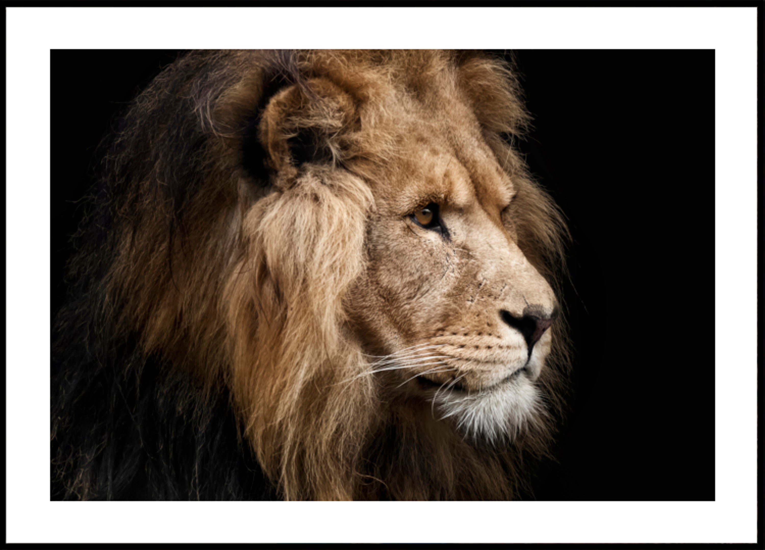 Majestueus Leeuwprofiel