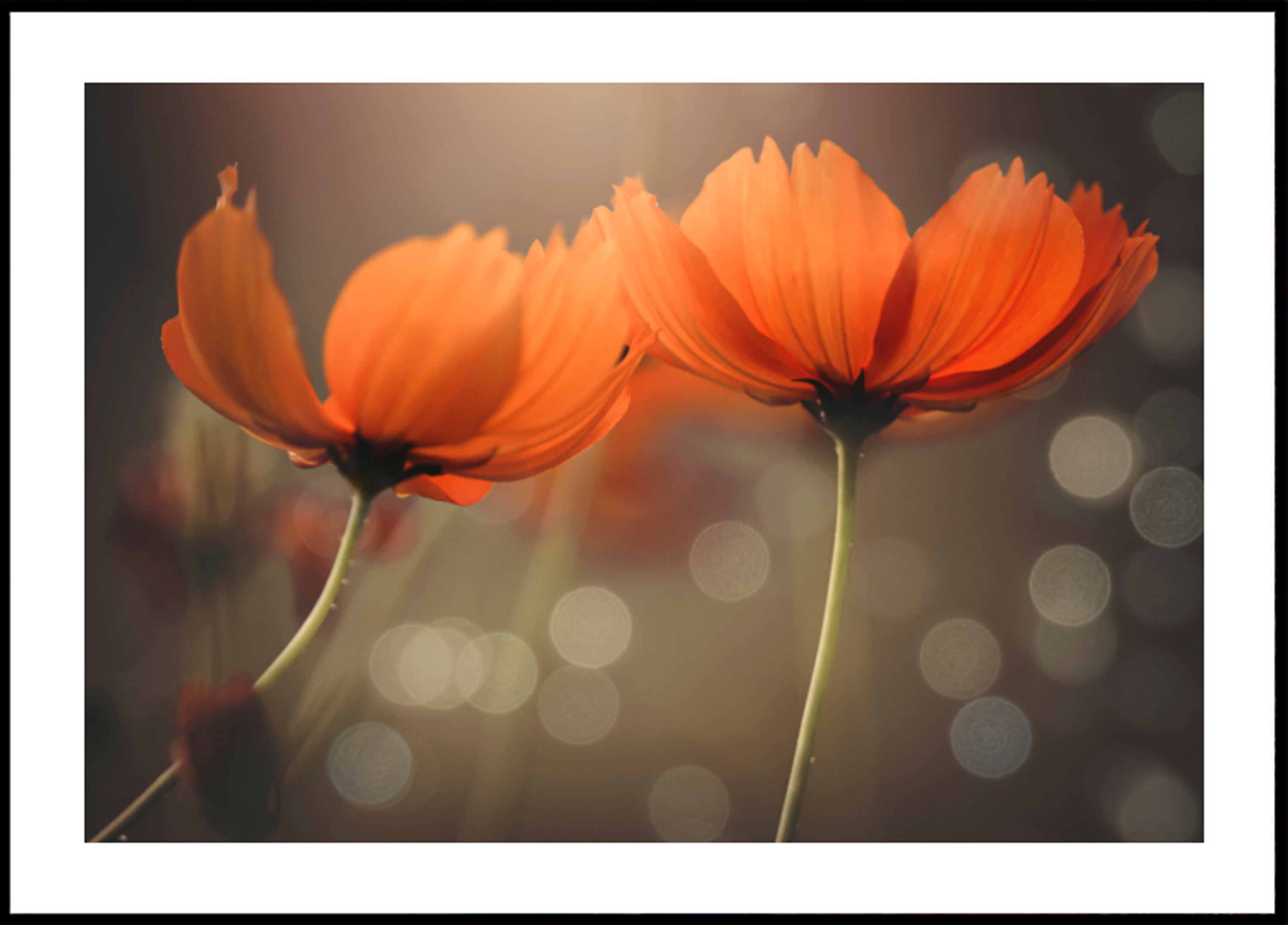 Gloeiende kosmosbloemen