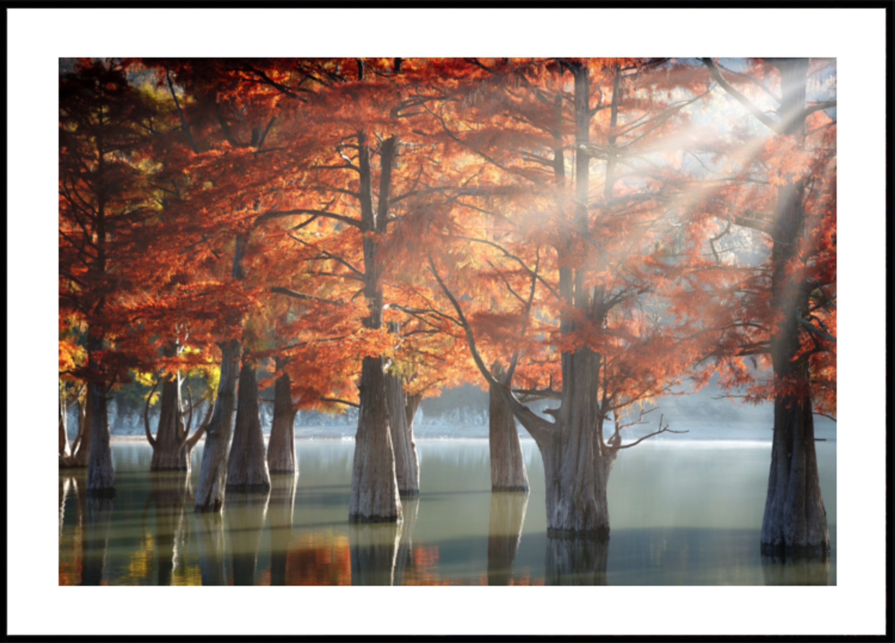 Golden Fall Cypress-meer