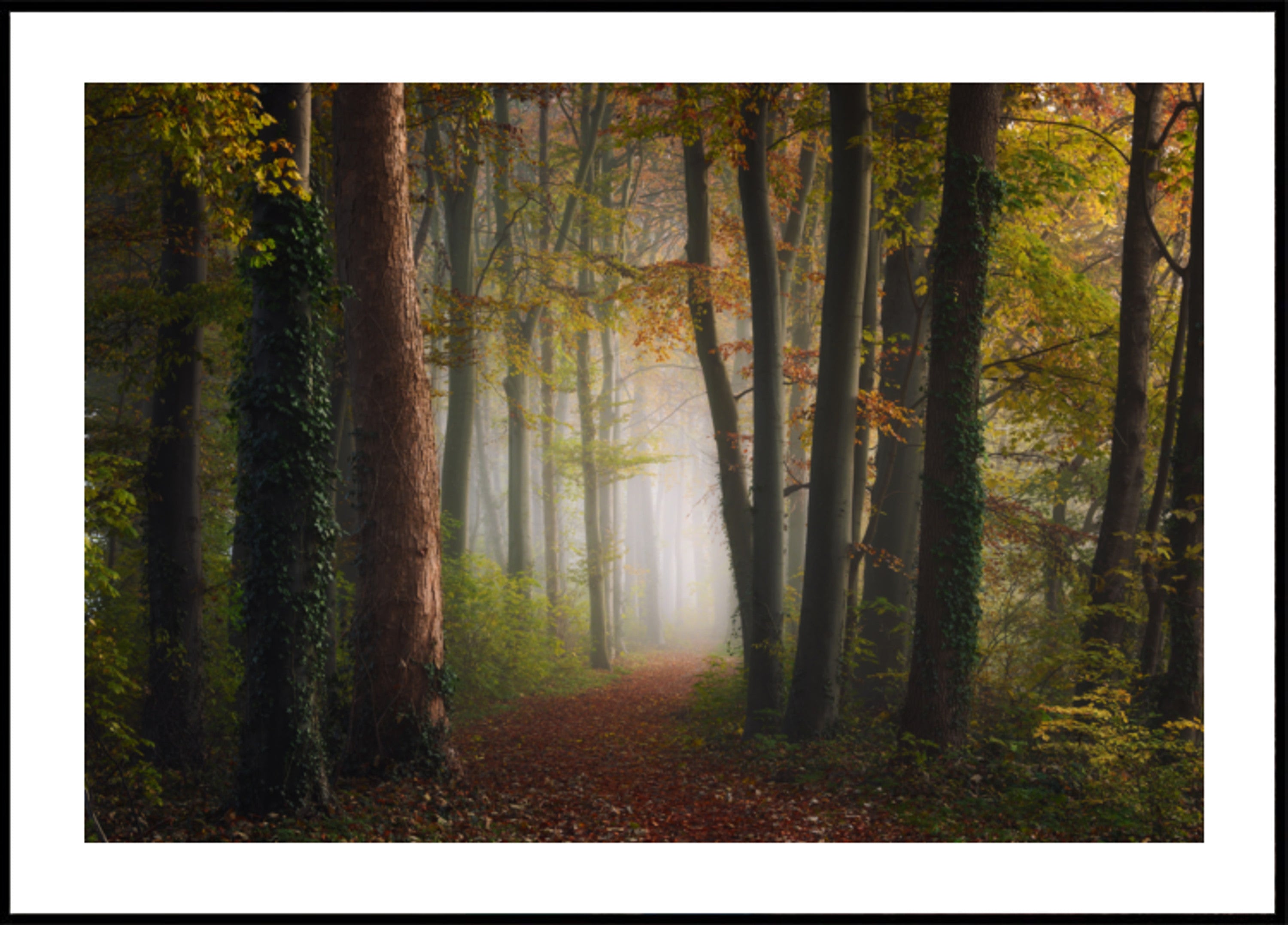 Mistige herfst bospad